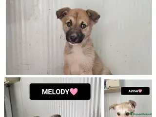 Meticcio cani arisa melody e mango - Annuncio 9