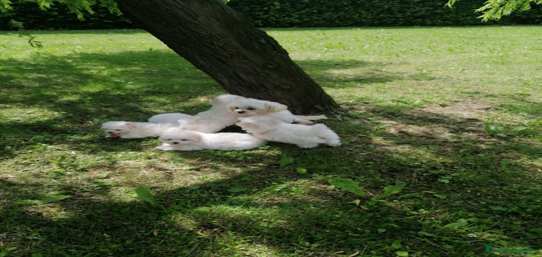 Immagine della galleria {{count}}