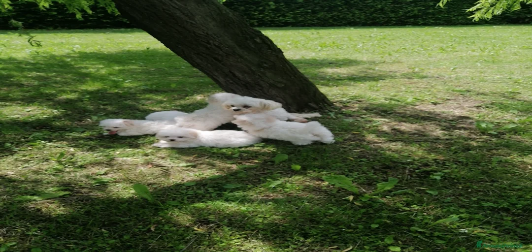 Immagine della galleria {{count}}