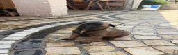Pastore Belga cani in vendita: Splendidi cuccioli Pastore Belga Malinois - Annuncio 20