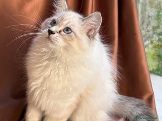 Siberiano gatti Dolcissimi cuccioli Siberiani Neva Masquerade - Annuncio 8