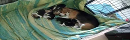 Beagle cani in vendita: beagle  - Annuncio 2