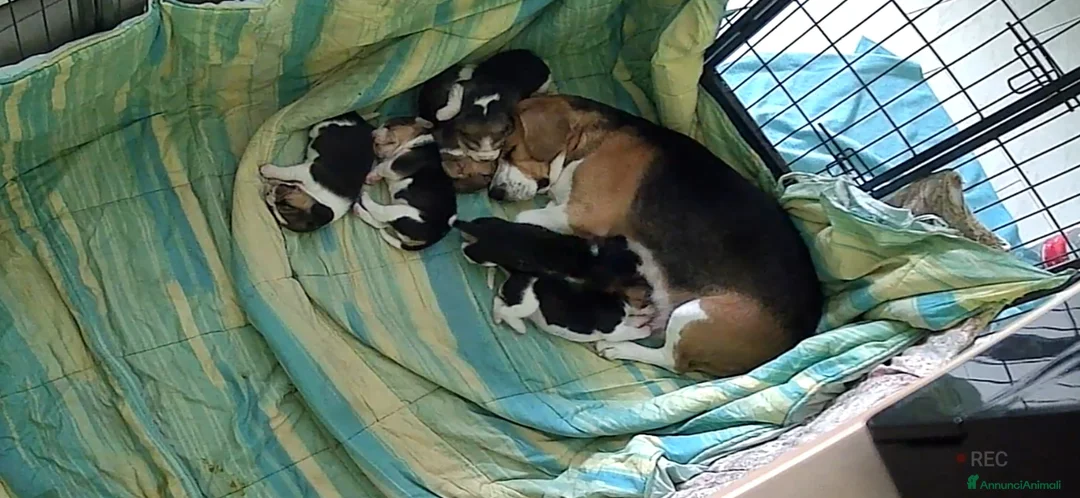 Beagle cani in vendita: beagle  - Annuncio 2