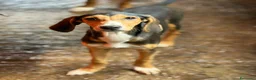Meticcio cani in regalo: 4 CUCCIOLI simpaticissimi e coccoloni in canile! - Annuncio 6