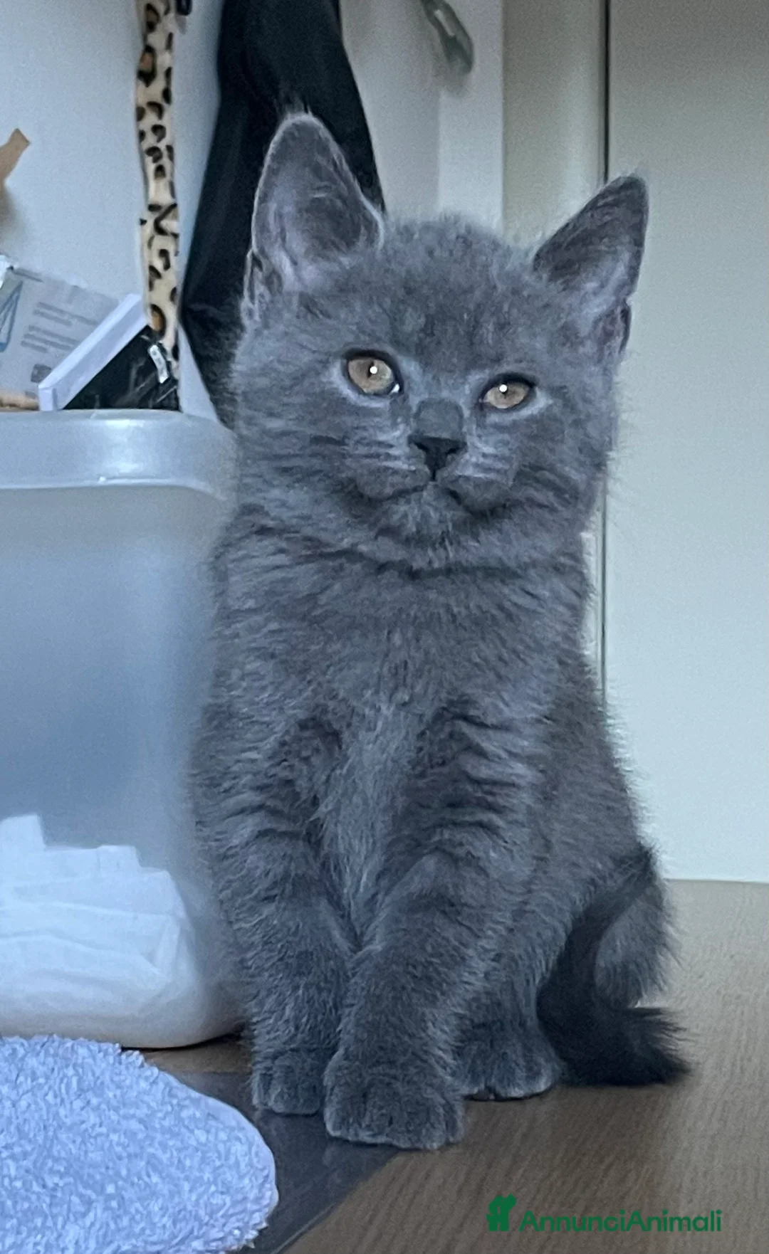 Certosino gatti in vendita: Cucciole femmine chartreux  - Annuncio 2