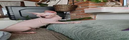 Sphynx gatti in vendita: Disponibili splendidi cuccioli di Sphynx ✨ - Annuncio 22