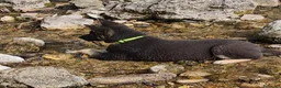 Pastore Tedesco cani in vendita: SVENDO ULTIMA CUCCIOLA DI PASTORE TEDESCO a Provincia autonoma di Trento - Annuncio 6