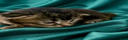 Siberiano gatti in vendita: 4 gioielli Siberiani  - Annuncio 11