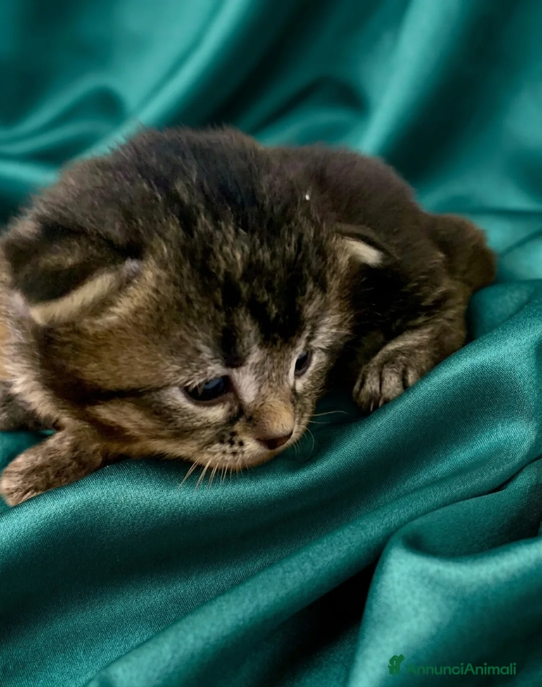 Siberiano gatti in vendita: 4 gioielli Siberiani  - Annuncio 11