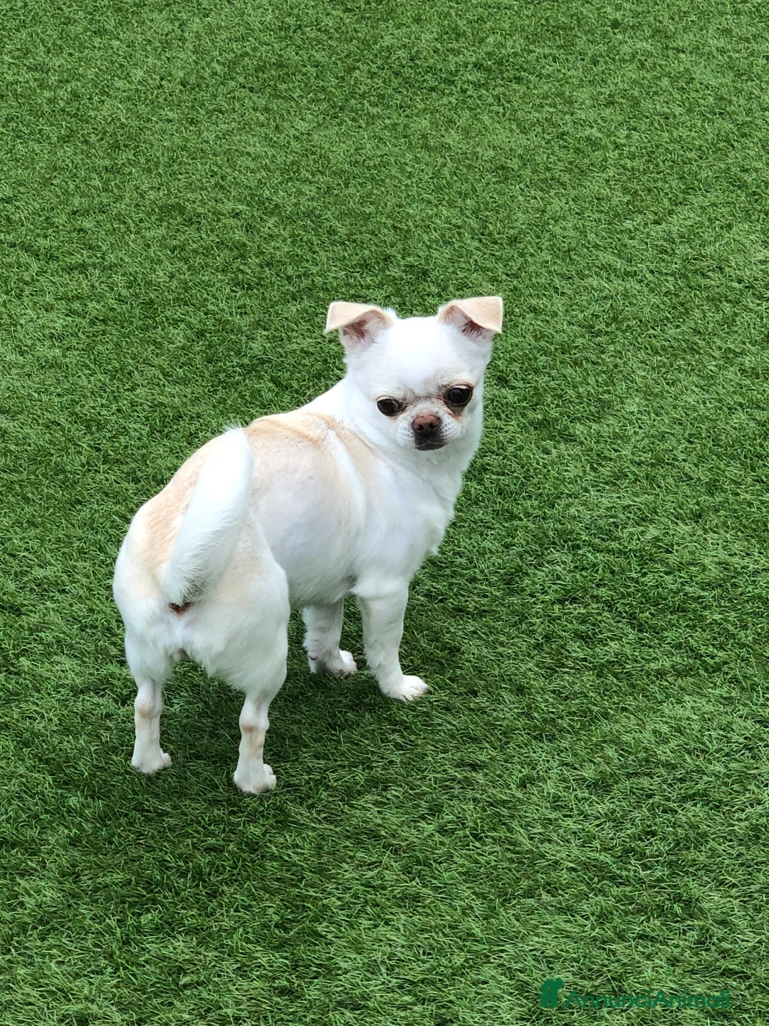 Chihuahua cani in vendita: Femmina a pelo corto  - Annuncio 4