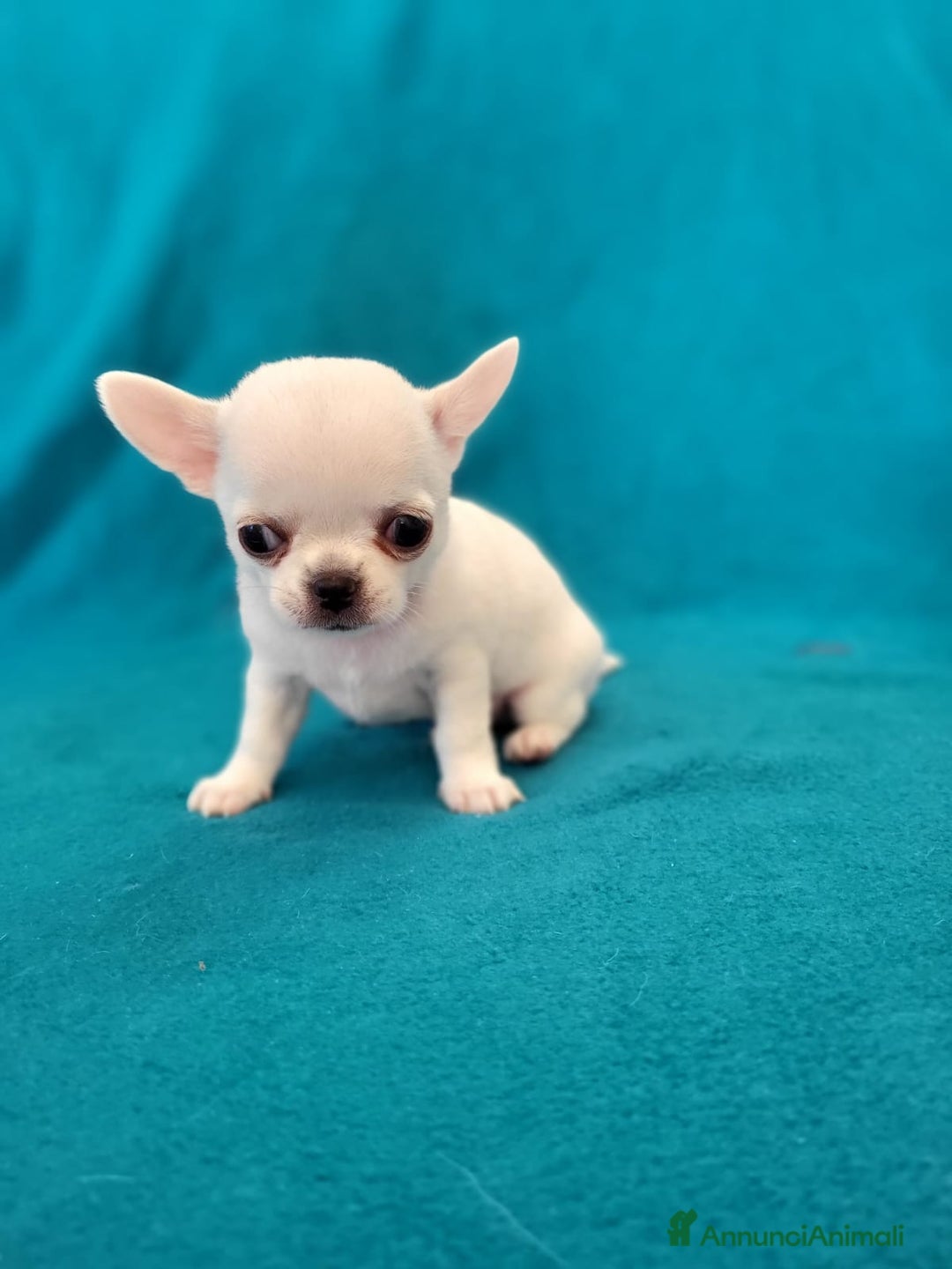 Chihuahua cani in vendita: Meravigliosi cuccioli di chihuahua bianchi - Annuncio 2