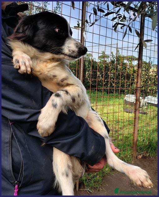 Meticcio cani CURACAO timidino tg piccola - Annuncio 2