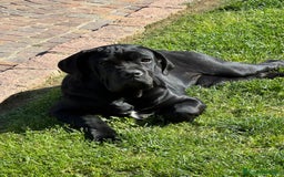 Cane Corso cani in vendita: Cuccioli in cerca di famiglia  a Provincia di Como - Immagine 4