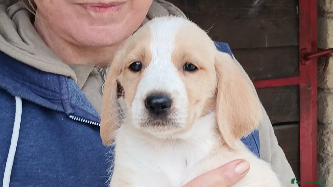 Meticcio cani in regalo: ADINA NON VUOLE CRESCERE IN CANILE, IN ADOZIONE - Annuncio 3