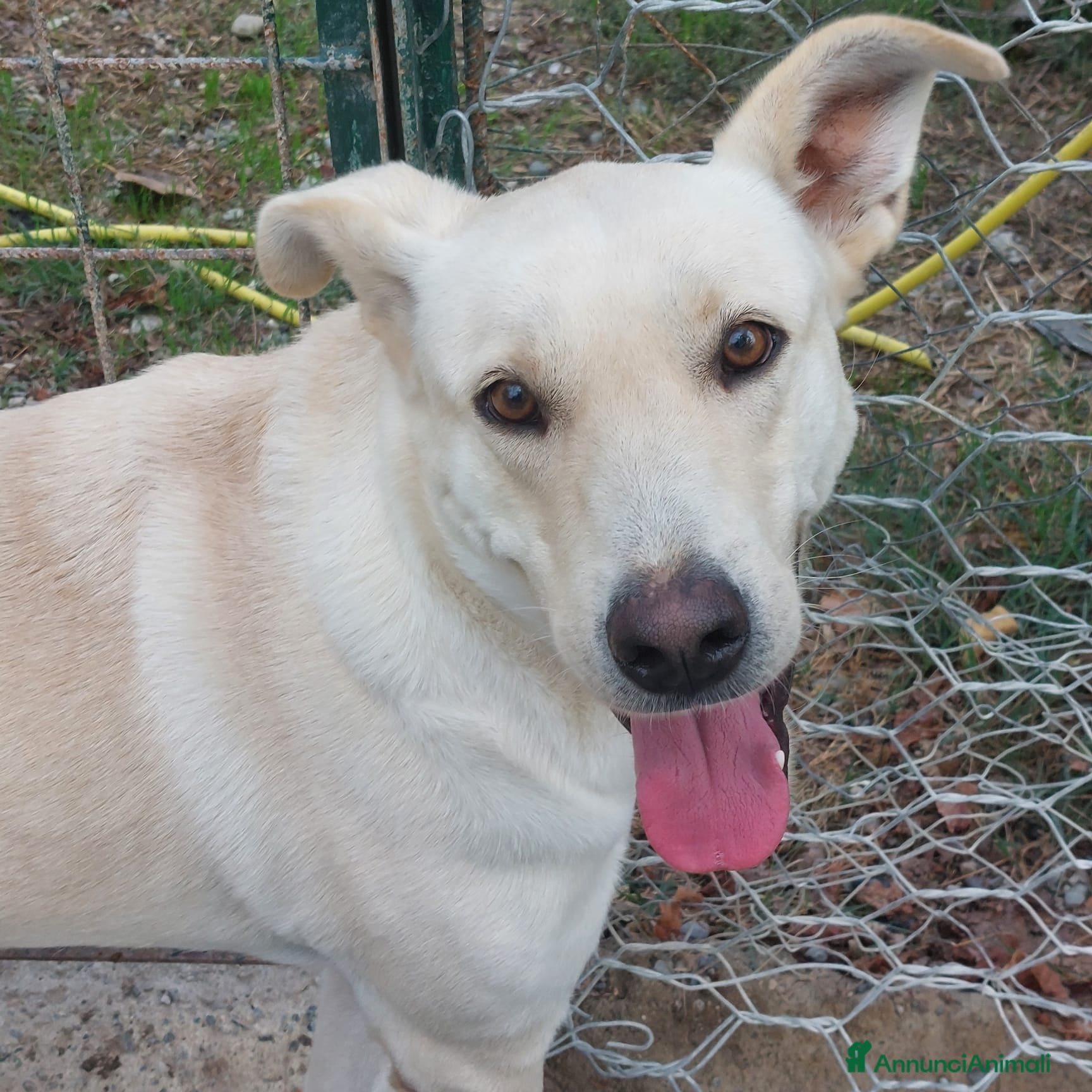 Meticcio cani Leone affettuoso socievole - Annuncio 3