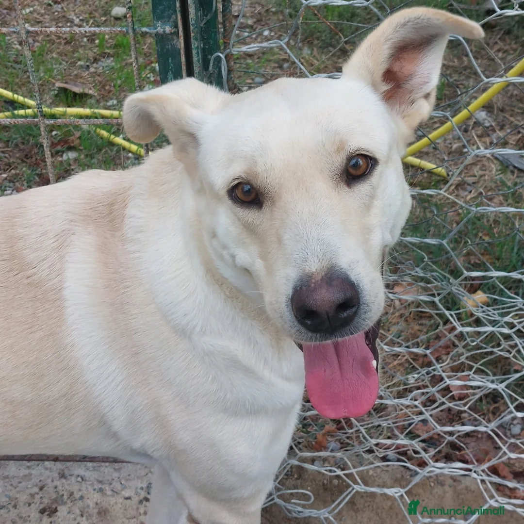 Meticcio cani in regalo: Leone affettuoso socievole - Annuncio 1