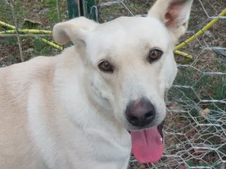 Meticcio cani Leone affettuoso socievole - Annuncio 3