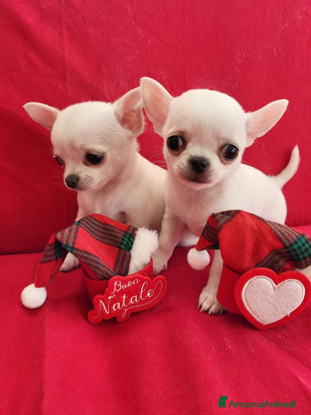 Chihuahua cani in vendita: Meravigliosi cuccioli di chihuahua bianchi - Annuncio 1