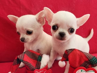 Chihuahua cani Meravigliosi cuccioli di chihuahua bianchi - Annuncio 18
