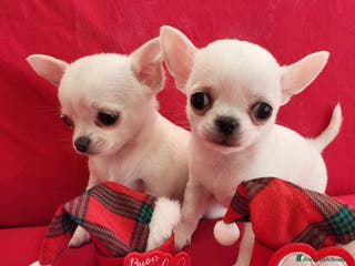 Chihuahua cani Meravigliosi cuccioli di chihuahua bianchi - Annuncio 8