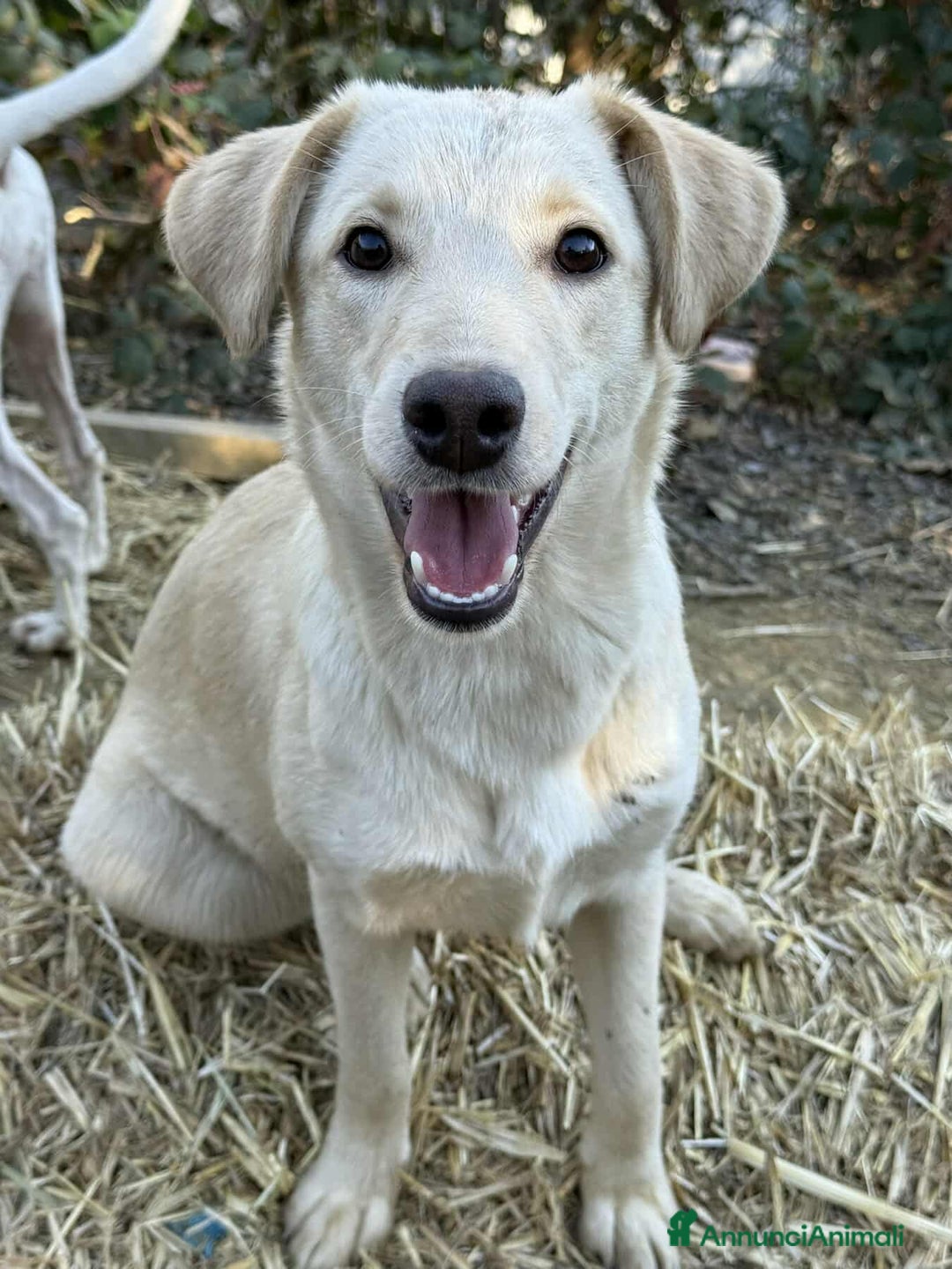 Meticcio cani in regalo: GANA, cucciola estremamente dolce! Simil Labrador - Annuncio 4