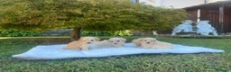 Maltipoo cani in vendita: Maltipoo a Provincia di Cuneo - Annuncio 3