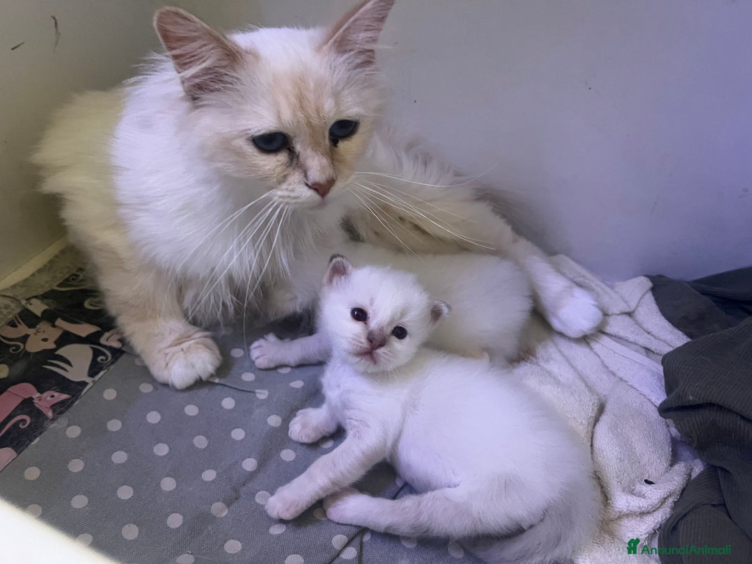 Sacro di Birmania gatti in vendita: Cucciolo sacro di Birmania  a Città metropolitana di Roma Capitale - Immagine 5