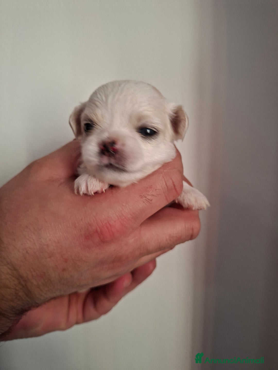 Chihuahua cani in vendita: Maschietti pelo lungo chihuahua  - Annuncio 7