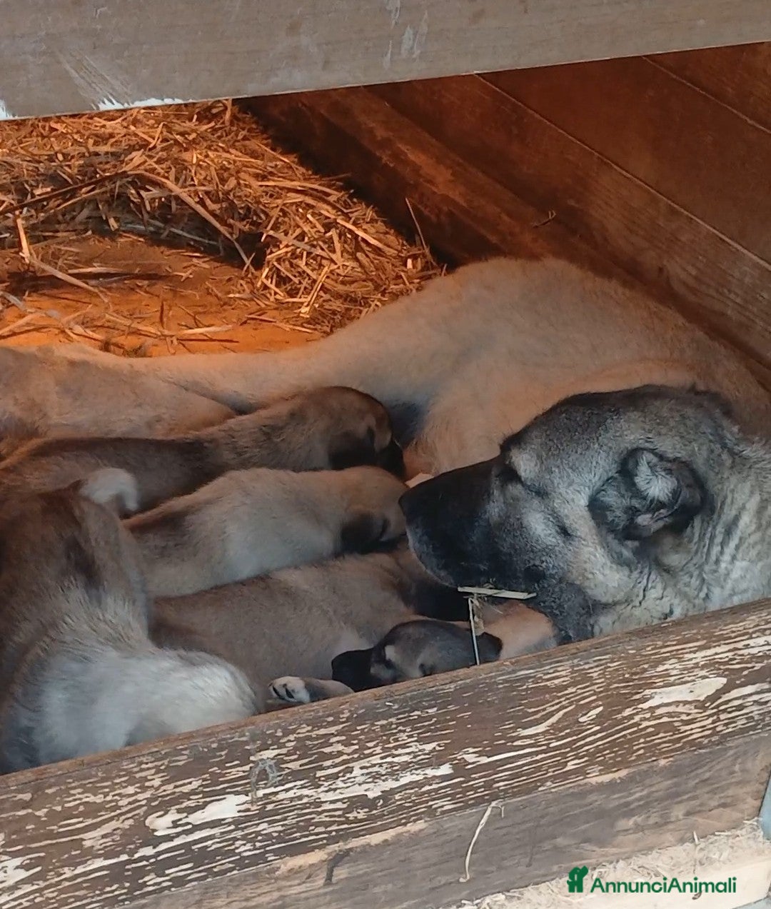 Pastore dell’Anatolia cani in vendita: Kangal pastore dell'anatolia - Annuncio 10