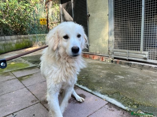 Meticcio cani CLOE buona e timida - Annuncio 21