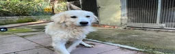 Meticcio cani in regalo: CLOE buona e timida a Città Metropolitana di Torino - Annuncio 1