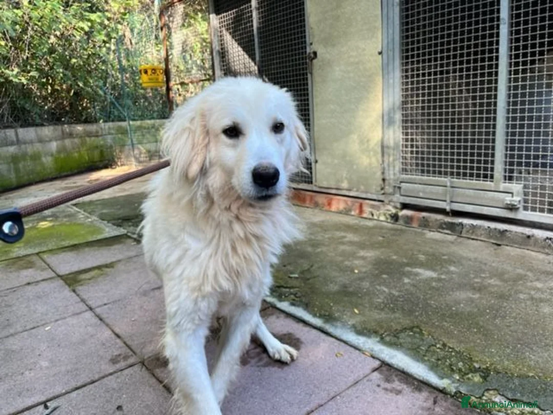 Meticcio cani in regalo: CLOE buona e timida a Città Metropolitana di Torino - Annuncio 1