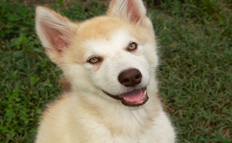 Alaskan Malamute cani a Provincia di Padova - Annuncio 2
