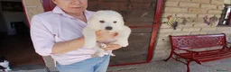 Meticcio cani in regalo: IL DOLCISSIMO SAM HA BISOGNO DI TE, IN ADOZIONE - Annuncio 2