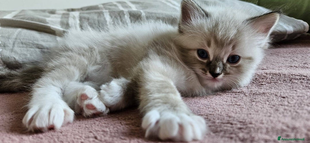 Ragdoll gatti in vendita: ANFI 2 cuccioli Ragodoll disponibili. Milano.. a Città metropolitana di Milano - Immagine 6