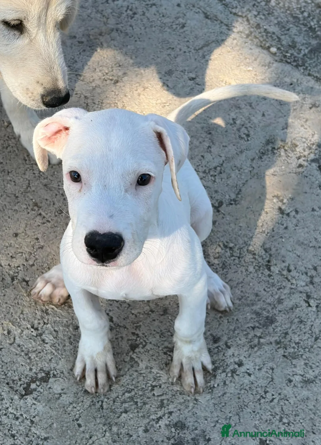Meticcio cani in regalo: CUCCIOLO SIMIL DOGO/PITBULL a Provincia di Alessandria - Annuncio 2