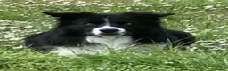 Bearded Collie cani per accoppiamento: Border Collie maschio  per accoppiamento - Annuncio 2