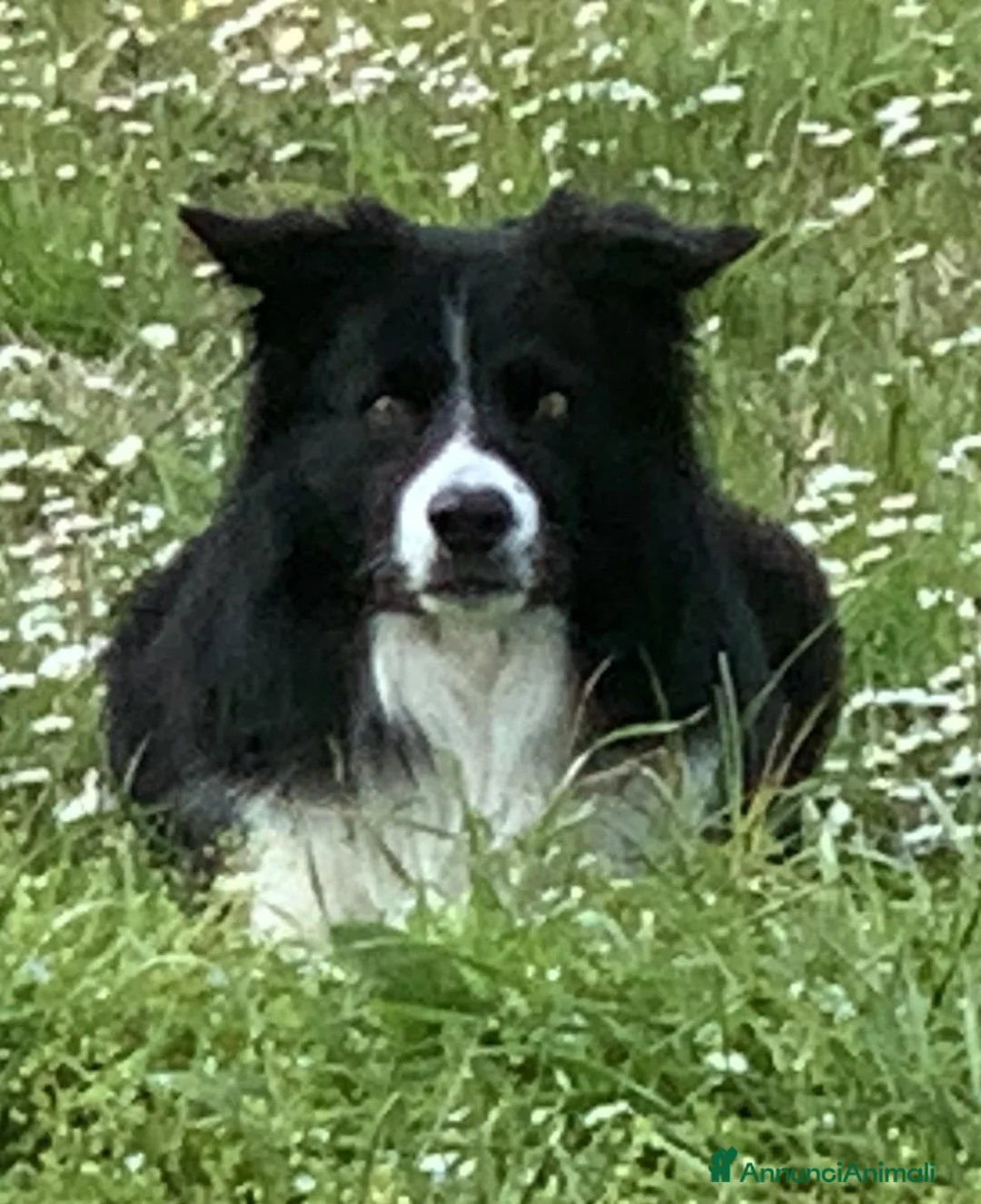 Bearded Collie cani per accoppiamento: Border Collie maschio  per accoppiamento - Annuncio 2