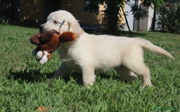 Golden Retriever cani in vendita: Ultimi cuccioli di Golden Retriever con pedigree a Città metropolitana di Milano - Immagine 1