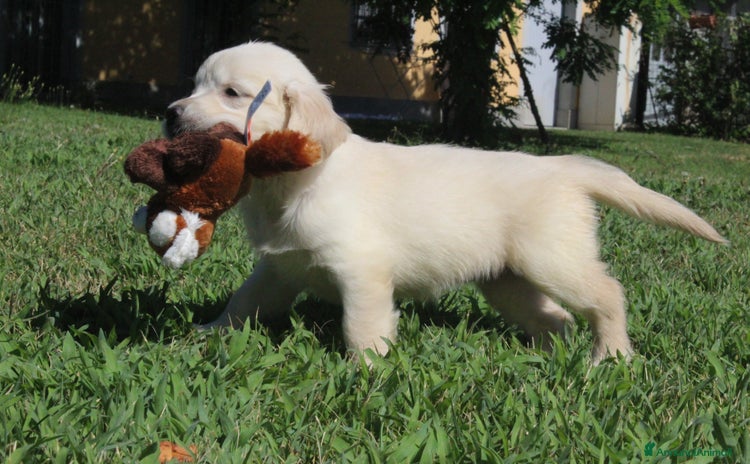 Golden Retriever cani a Città metropolitana di Milano - Annuncio 8