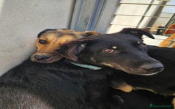 Meticcio cani in regalo: Carlo: 1 anno e mezzo, socievole, timido, dolce a Città Metropolitana di Genova - Immagine 25