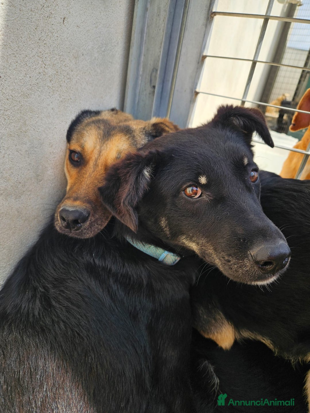 Meticcio cani in regalo: Carlo: 1 anno e mezzo, socievole, timido, dolce a Città Metropolitana di Genova - Immagine 25