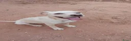 Meticcio cani in regalo: greta  - Annuncio 3