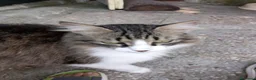 Europeo gatti in regalo: Dolcissima, super coccolona micia Blu  - Annuncio 3