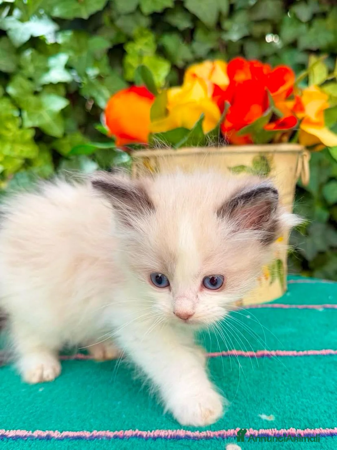 Ragdoll gatti in vendita: cucciola di ragdoll disponibile subito  - Annuncio 1