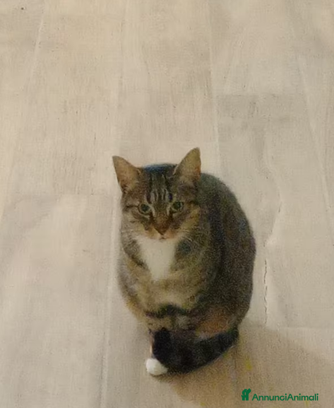 Europeo gatti in regalo: Gatta europea - Annuncio 1