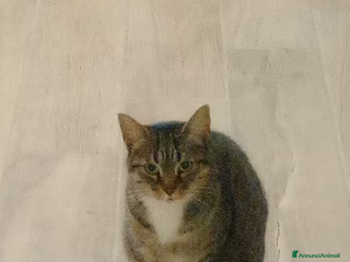 Europeo gatti Gatta europea - Annuncio 4