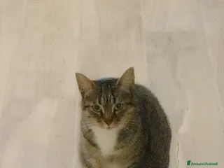 Europeo gatti Gatta europea - Annuncio 5