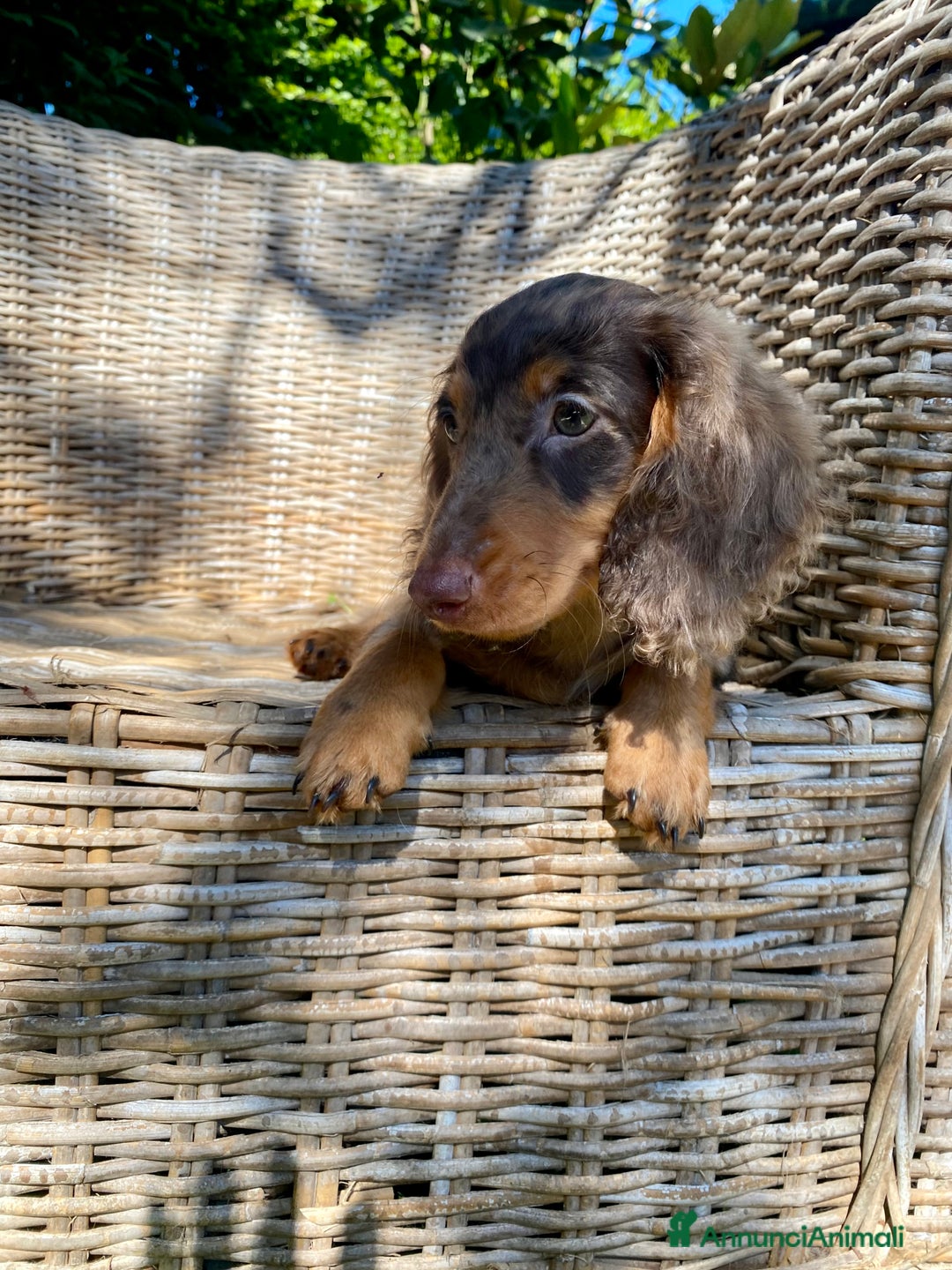 Bassotto cani in vendita: 🌟Splendidi cuccioli di bassotto a pelo lungo🌟 a Città metropolitana di Milano - Immagine 15