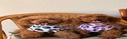 Barboncino Toy cani in vendita: Barboncini fulvi Toy con pedegree Enci  a Città Metropolitana di Torino - Annuncio 1